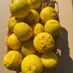 柚子　　3kg