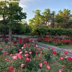 ウォーキング仲間募集します🚶‍♀️🚶‍♀️🚶‍♀️ - 福山市