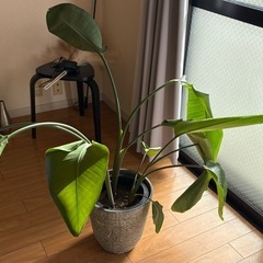 オーガスタ・鉢付き