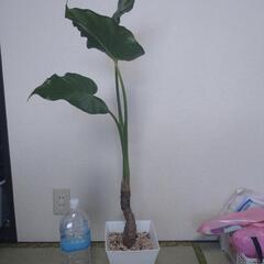 観葉植物　クワズイモ