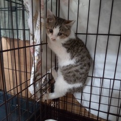 キジシロ子猫の里親さん募集しています‼️ちとせ女の子 - 半田市