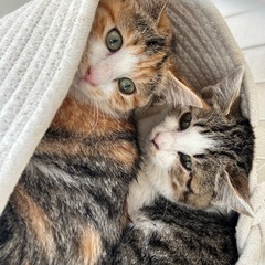 キジシロ子猫の里親さん募集しています‼️ちとせ女の子 − 愛知県