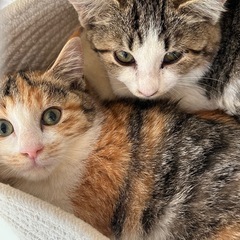 キジシロ子猫の里親さん募集しています‼️ちとせ女の子 - 猫