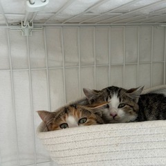 キジシロ子猫の里親さん募集しています‼️ちとせ女の子 - 里親募集
