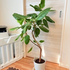 【観葉植物】フィカス・アルテシーマ