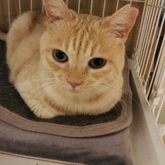 ❤️スコティッシュの様な可愛さ❣️かえでさん - 那覇市