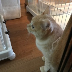 ❤️スコティッシュの様な可愛さ❣️かえでさん - 里親募集
