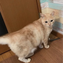 ❤️スコティッシュの様な可愛さ❣️かえでさん - 猫
