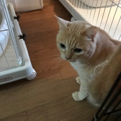 ❤️スコティッシュの様な可愛さ❣️かえでさん − 沖縄県