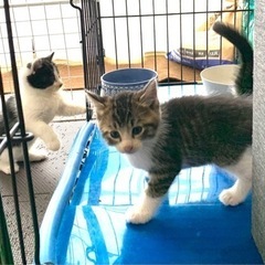 子猫３ヶ月　オスメス　2匹 - 印旛郡