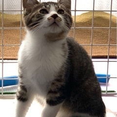 子猫３ヶ月　オスメス　2匹