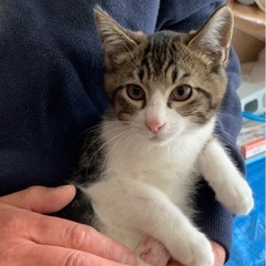 子猫３ヶ月　オスメス　2匹 - 猫