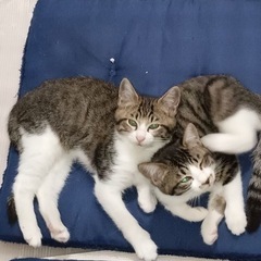 子猫３ヶ月　オスメス　2匹 − 千葉県