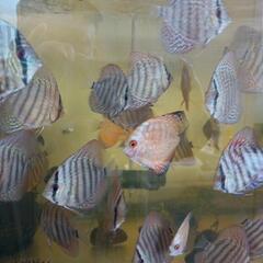 ディスカス幼魚３匹
