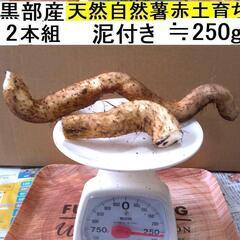   すぐにお渡しできます ♪黒部産・超粘り！赤土粘土の典型的天然...