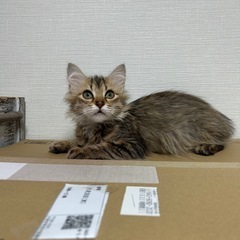 3ヶ月半長毛ブラウンタビー女の子（トライアル中）