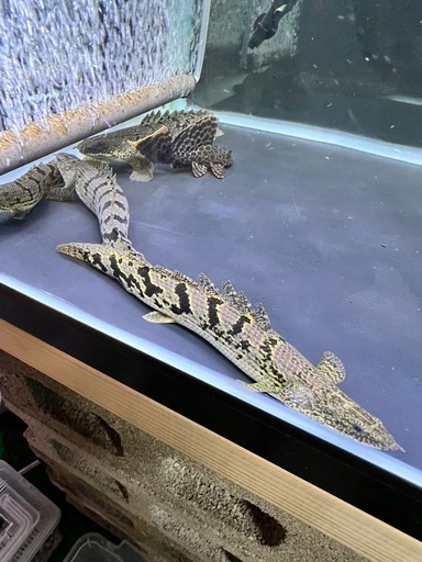 ポリプテルスデルヘジィ４匹まとめ