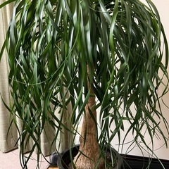 大型観葉植物　ポニーテール 黒深鉢付き 1鉢 トックリラン　130㎝くらいの画像