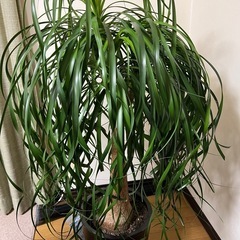 大型観葉植物　ポニーテール 黒深鉢付き 1鉢 トックリラン　130㎝くらいの画像