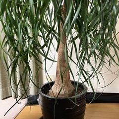 大型観葉植物　ポニーテール 黒深鉢付き 1鉢 トックリラン　130㎝くらいの画像