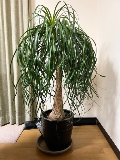 大型観葉植物　ポニーテール 黒深鉢付き 1鉢 トックリラン　130㎝くらい