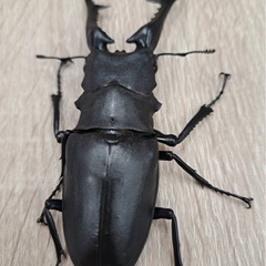 ギラファノコギリクワガタ ♂単104.6ミリの画像
