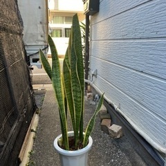 観葉植物　サンスベリアの画像