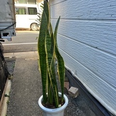 観葉植物　サンスベリアの画像