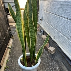 観葉植物　サンスベリアの画像