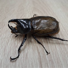 マヤシロカブト ♂単