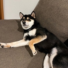 柴犬の新しい家族募集