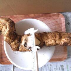すぐにお渡しできます ♪黒部産・超粘り！赤土粘土の典型的天然自然薯1本≒500gの画像