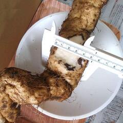 すぐにお渡しできます ♪黒部産・超粘り！赤土粘土の典型的天然自然薯1本≒500gの画像
