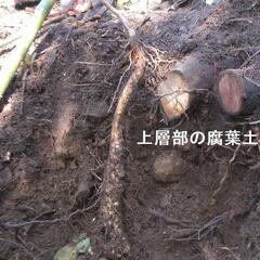 すぐにお渡しできます ♪黒部産・超粘り！赤土粘土の典型的天然自然薯1本≒500gの画像