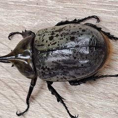 ティティウスシロカブトペア ブルー系 の画像