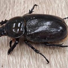 ティティウスシロカブトペア ブルー系 の画像
