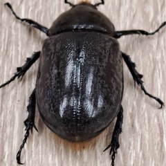 ティティウスシロカブトペア ブルー系 の画像