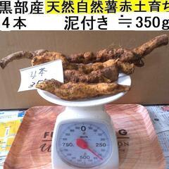 すぐにお渡しできます ♪黒部産・超粘り！赤土粘土の典型的天然自然...