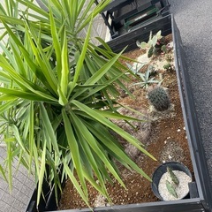ユッカ