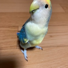 どうか助けてください。コザクラインコのるるちゃんを探しています。