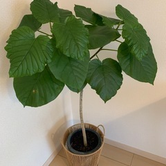 【決まりました】元気なウンベラータ