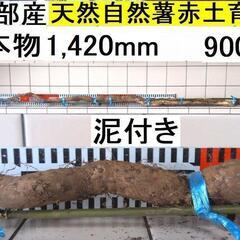 すぐにお渡しできます ♪黒部産・超粘り！赤土粘土の天然自然薯1本...