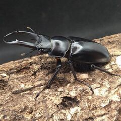 【後食済み個体】ドンキエールコクワガタ　ドンキエル・ハンプイ（黒...