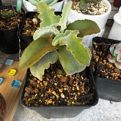 多肉植物　カランコエ 仙女の舞