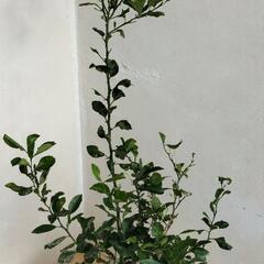 【💖Thankyou💖】140cmシークヮーサー/植物の画像