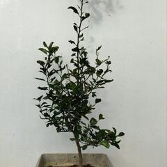 【💖Thankyou💖】140cmシークヮーサー/植物