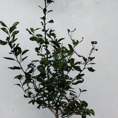 【💖Thankyou💖】140cmシークヮーサー/植物の画像
