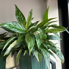 観葉植物　スパティフィラム　斑入り