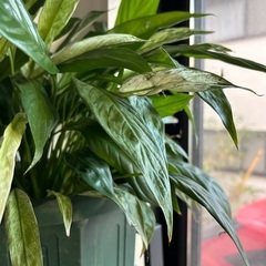 観葉植物　スパティフィラム　斑入りの画像