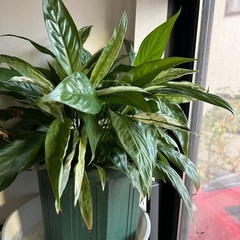 観葉植物　スパティフィラム　斑入りの画像